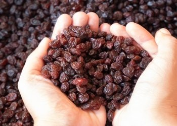 مێویژ ساخلەمییا ددانا ژ کرمیبوونێ د پارێزیت