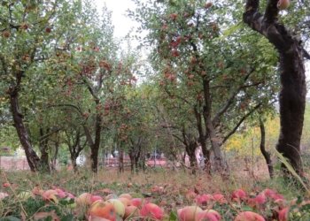 جۆتیارێن به‌رواری بالا به‌رهه‌ڤی كرینه‌ داكو سێڤێن خۆ ڤرێكه‌نه‌ ده‌رڤه‌یی وه‌لاتی