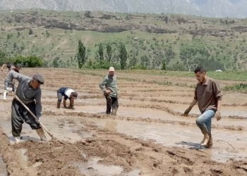ئه‌ڤ ساله‌ برنجێ كوردی و سماق دێ بۆ بازارێن جیھانی هێنه ره‌وانه‌‌ كرن