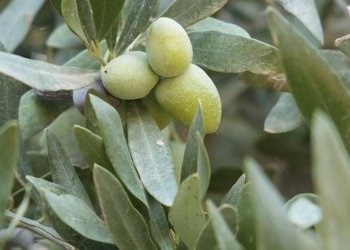 باشیك د بەرهەمئینانا زەیتووناندا ل عیراقێ یا ئێكێیە