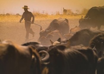  وەزارەتا چاندنێ: ل چار سالێن بوری 490 پرۆژێن ئاژەلداری و مریشكان هاتینه‌ بجهئینان