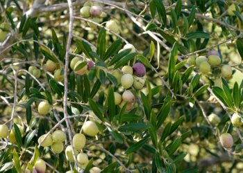 سالانه‌ 110 ته‌نێن زه‌یتا زه‌یتونان ل كوردستانێ دهێنه‌ به‌رهه‌مئینان