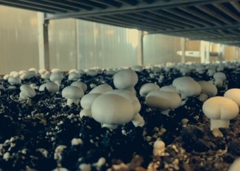 حكومه‌تا هه‌رێمێ: سالانە ل كه‌لار 1500 ته‌نێن كڤاركان دهێنه‌ بەرهەمئینان