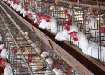 به‌رهه‌ڤی دهێنه‌ كرن هێك و مریشكێن كوردستانێ بۆ ده‌رڤه‌ بهێنه‌ هنارتن