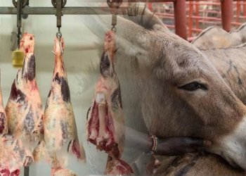 ئه‌و خارنگه‌ها گۆشتێ گوهدرێژان ددا خه‌لكی هاته‌ داخستن