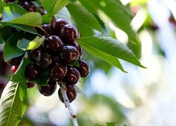 1100 دارێن گێلاسان دێ هێنه‌ چاندن