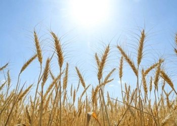 وەزارەتا چاندنێ یا عیراقێ: پێشبینی دهێتەكرن دئەڤسالەدا 6 ملیۆن ته‌نێن گەنمى ل عیراقێ و هەرێمێ بهێنه‌ به‌رهه‌مئینان