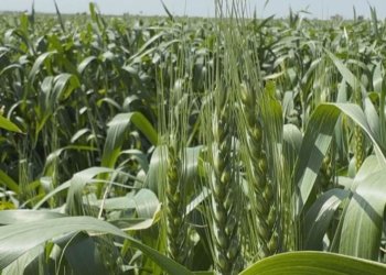 ئێكەتییا جووتیاران: ئەڤسالە بارانێن باش بارینە و مەترسی ل سەر گەنمی و جەهی نەمایە