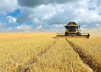 وه‌زاره‌تا چاندنێ: مه‌ داخواز ژ عێراقێ کرییە هەموو گەنمێ جۆتیارێن هه‌رێمێ بهێته‌ وەرگرتن