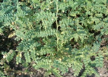 مفايێن نوکا کەسک چنە؟