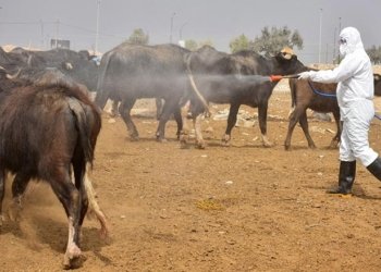 وەزارەتا چاندنێ بۆ ڕێگریكرن ژ بەلاڤبوونا تایا خۆینبەربوونێ شەش ڕێكار گرتنەبەر