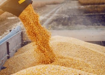 كه‌ریم سلێمان: دێ هه‌موو بزاڤان كه‌ین كو زۆرترین رێژا گەنمێ جۆتیارێن کوردستانێ بهێته‌ وەرگرتن