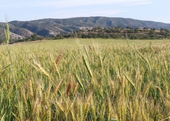 بریكارێ وه‌زاره‌تا چاندنێ: سێ سایلۆیێن نوو د كابینا نه‌هێ دا هاتینه‌ دروستكرن و ئه‌ڤ ساله‌ د ئامادەنه‌ بۆ وەرگرتنا گەنمێ جۆتیاران
