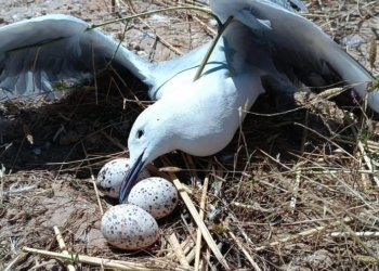 ئه‌گه‌رێ مرنا ب كۆما نەورەسان هاته‌ ئاشكرا كرن