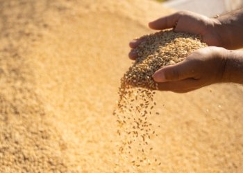 ئەڤرۆ جووتیار دێ گەنمێ خۆ ڕادەستی سایلۆیان كەن و ڕاستەوخۆ چەكێ پارێ خۆ وەرگرن