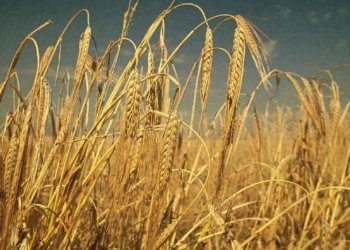 جۆتیارێن هه‌رێما کوردستانێ سال بۆ سالێ کێمتر جه‌هی دچینن