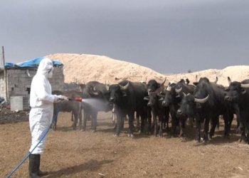 حالەتەكێ دی یێ تایا خوینبەربوونێ ل هەرێمێ هاتە تۆماركرن