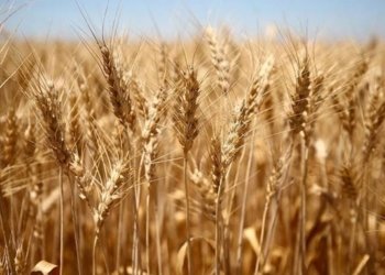 وەزارەتا بازرگانی: نێزیکی 75 ملیار دینارێن پارێ گەنمێ جۆتیاران هاتینه‌ دابەشکرن