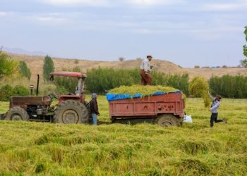 چاندنا دهۆکێ: پتر ژ 50 هزار تەنێن بەرهەمێ ناڤخۆ بۆ پارێزگەهێن دی یێن عیراقێ هاتینە هنارتن