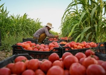 وەزارەتا چاندنێ و ژێده‌رێن ئاڤێ ل هەرێما کوردستانێ: عێراقێ بڕیار دا هاوردەکرنا تەماتەیان قەدەغە بکه‌ت