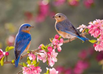 فیستیڤالا گول و بالندەیان ل هەولێرێ دێ هێتە سازکرن