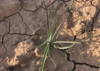 رێڤەبەرێ چاندنا دهۆکێ بۆ ئاژانسا خانی: ل سنۆرێ قەزا سێمێلێ ژ ئەگەرێ کێم بارانییێ رەوشا زەڤییێن گەنمی یا خرابە