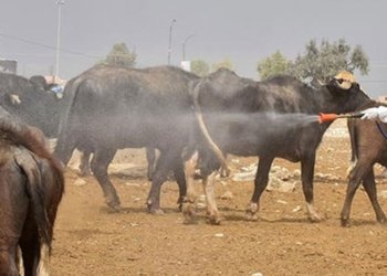 ساخلەمییا عێراقێ: 14 حالەتێن تایا خوینبەربوونێ هاتینە تۆمار کرن
