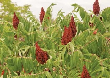 رێڤەبەریا چاندنا دهۆکێ: بەرهەمێ سماقا ئەڤ سالە دێ گەهیتە پتری حەفت هزار تەنان