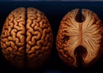     بۆچی كێم نڤستن مێشكی د قۆرمچینیت؟