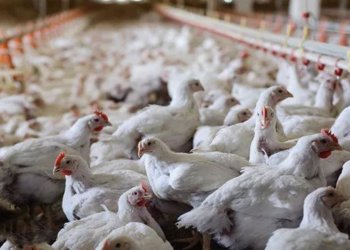 به‌رهه‌مێ ناڤخۆ یێ مریشكان ژ ئاستێ پێدڤی زێده‌تره‌