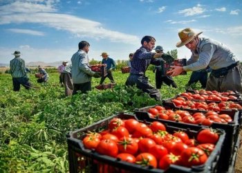 ل ده‌ستپێكا هه‌یڤا بهێت دێ ده‌ست ب چاندنا باجانێن سۆر هێته‌كرن