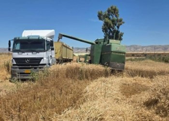 چاندنا دهۆكێ: بەرهەمێ ئەڤ سالە یێ گەنمی دێ گەهیتە پتری 600 هزار تەنان