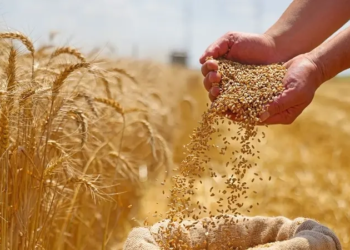 ئەڤسالە ژ سالا بۆری پتر گەنم هاتییە وەرگرتن