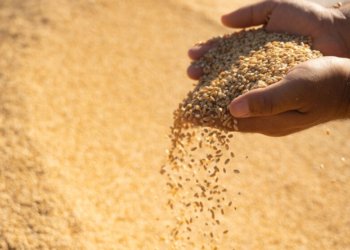 هەتا نوكە پتری 332 هزار تەنێن گەنمێ جۆتیارێن هەرێمێ هاتینە وەرگرتن