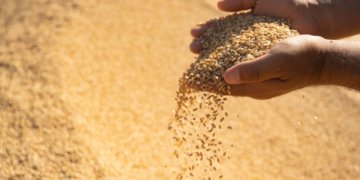 هەتا نوكە پتری 332 هزار تەنێن گەنمێ جۆتیارێن هەرێمێ هاتینە وەرگرتن