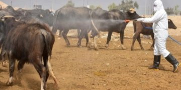 چاندنا عێراقێ: تايا خوینبەربوونێ بوویە نەخۆشییەکا جهگیر و هەردەمی
